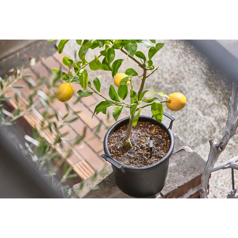 Cabinoche SUSTEE Watering Checker Susty, Set of 5, S Black