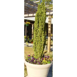Sky Pencil Holly - Live Plant Shipped 2 Feet Tall in Gallon Container by DAS Farms (No California)