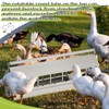 Automatic Chicken Waterer Stainless Steels 14 Windows Chicken Water Feeder
