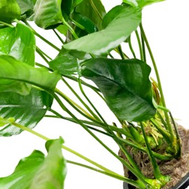 Planterest - Anubias Barteri Striped Mother Potted XXL Live Aquarium Plant Tropical Freshwater Decorations