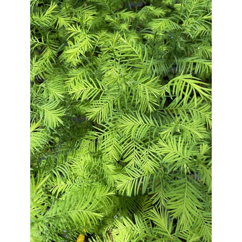 Tree 5 Tree Bald Cypress - Forest Bonsai