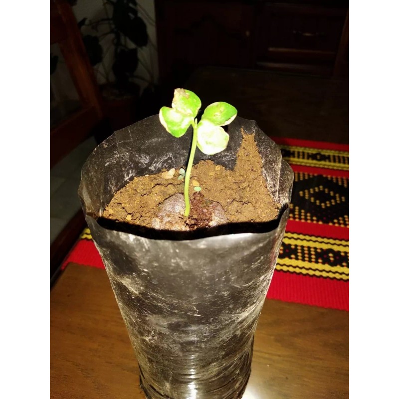 Hortaflor 100 Semillas Roble Rosado Tabebuia Selección Árbol Exótico