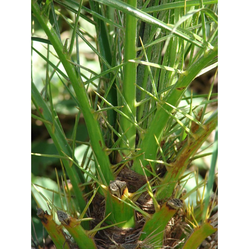 Phoenix Roebelenii Palm | Extra Large Trade 3 Gallon Plant