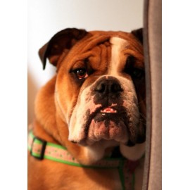 English Bulldog Greeting Card various choices full photo cards + envelope