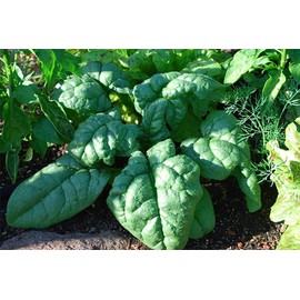 Supreme Savoy Spinach Slow Bolt Premium Seed Packet