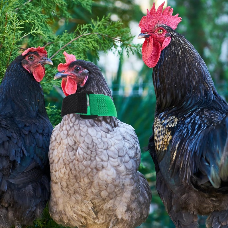 POPETPOP 2pcs Rooster Collar, No Crow Adjustable Chicken Collar, Anti