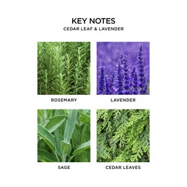 NEST New York Reed Diffuser Refill, Cedar Leaf & Lavender, 5 Fluid Ounces, 5.9 Fl Oz (Pack of 1)