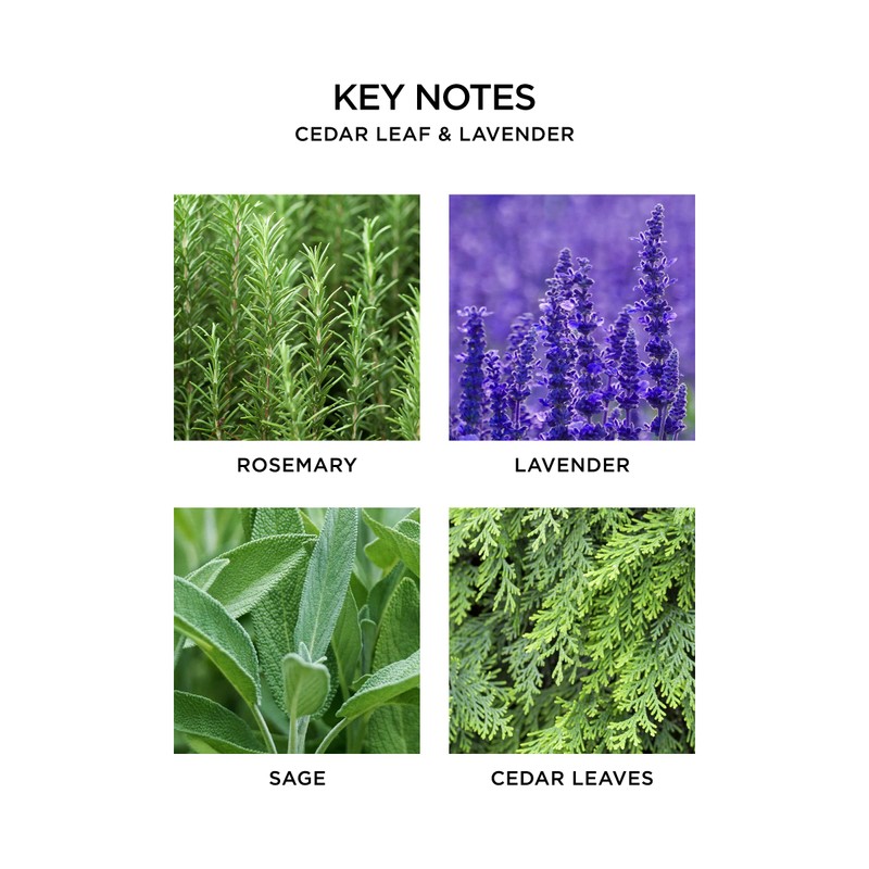 NEST New York Reed Diffuser Refill, Cedar Leaf & Lavender,