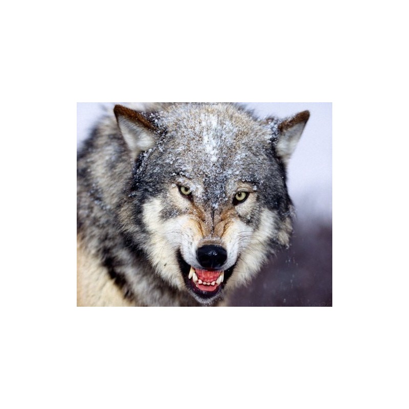 (WOLFPEE) 12.0 oz (340 g) + Exclusive Dispenser Set of