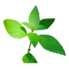 La Perfumm Aceite Esencial Eucalipto 15 Ml 100% Puro Y