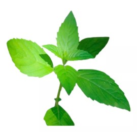 La Perfumm Aceite Esencial Eucalipto 15 Ml 100% Puro Y Natural Ó Lima Ó