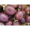 Passion Fruit Plant With Pot 8” Live Plant Ready To