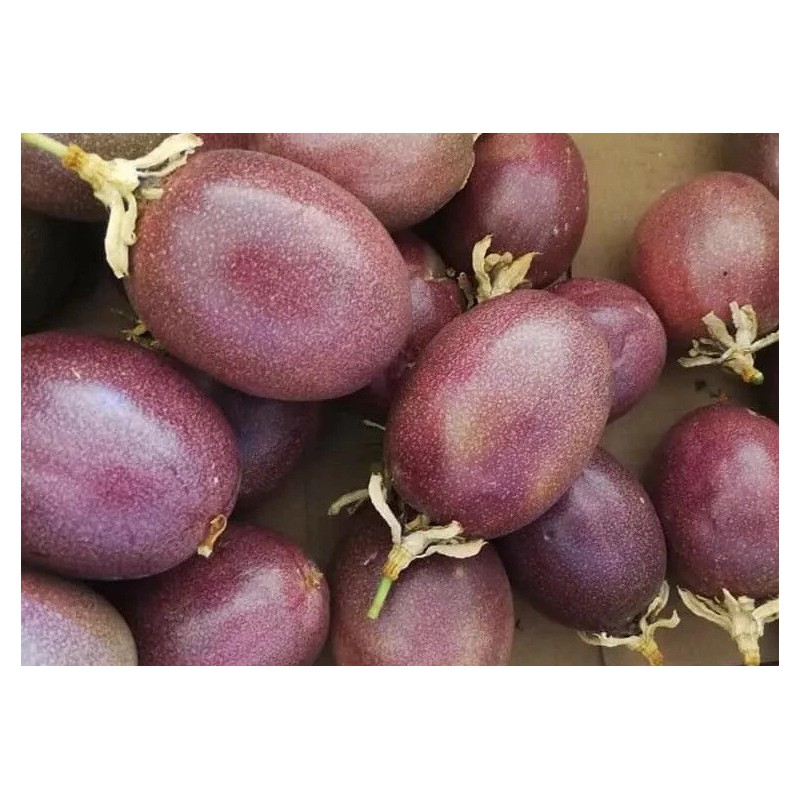 Passion Fruit Plant With Pot 8” Live Plant Ready To