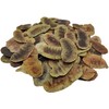 Dried Senna Pods Herbal Tea 85 g - 1.95 kg