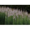 Pure Herbs: Culver's Root (Blackroot) - 4 oz.