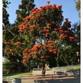 Buy Rare Seeds Spathodea campanulata | African Tulip Tree | Flame of The Forest | 20_Seeds