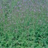 Outsidepride Common Verbena Seeds for Planting - 2000 Pcs. Annual,