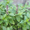 PREMIER SEEDS DIRECT - HERB - BASIL - THAI LARGE