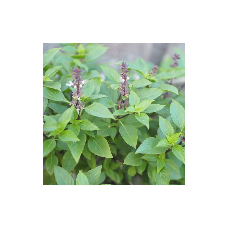 PREMIER SEEDS DIRECT - HERB - BASIL - THAI LARGE