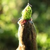 IZTOSS 6PCS Fishing Lures Topwater Floating Weedless Frog Baits with