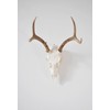 DEAD ON DISPLAY – Small Skull Hanger- American Made, European
