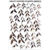 Picture Peddler Laminated Sibley's Raptors of North America Eagles Buteos