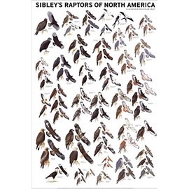 Picture Peddler Laminated Sibley's Raptors of North America Eagles Buteos Falcons Hawks 24x36 Poster