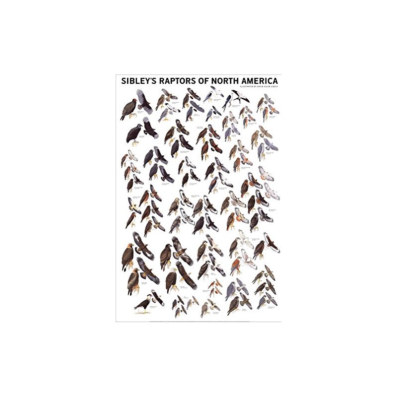 Picture Peddler Laminated Sibley's Raptors of North America Eagles Buteos