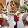 Cute Squirrel Costumes Turtle Shell Kawaii Squirrel Clothes for Small