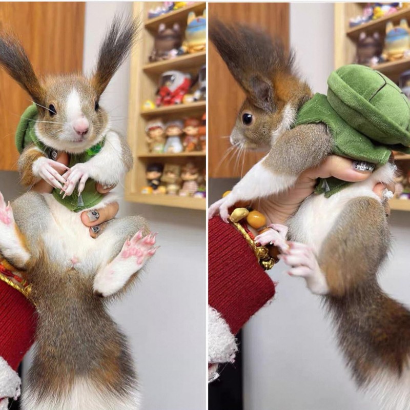 Cute Squirrel Costumes Turtle Shell Kawaii Squirrel Clothes for Small
