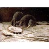 Two Rats by Vincent Van Gogh