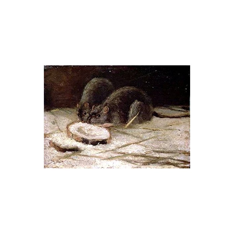 Two Rats by Vincent Van Gogh