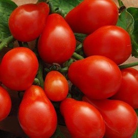 Palm Beach Medicinal Herbs - Red Fig Tomato - Packet of 10 Seeds