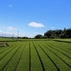 Akahori Shoten Large Tea Bag with Deep Mushi Uji Matcha
