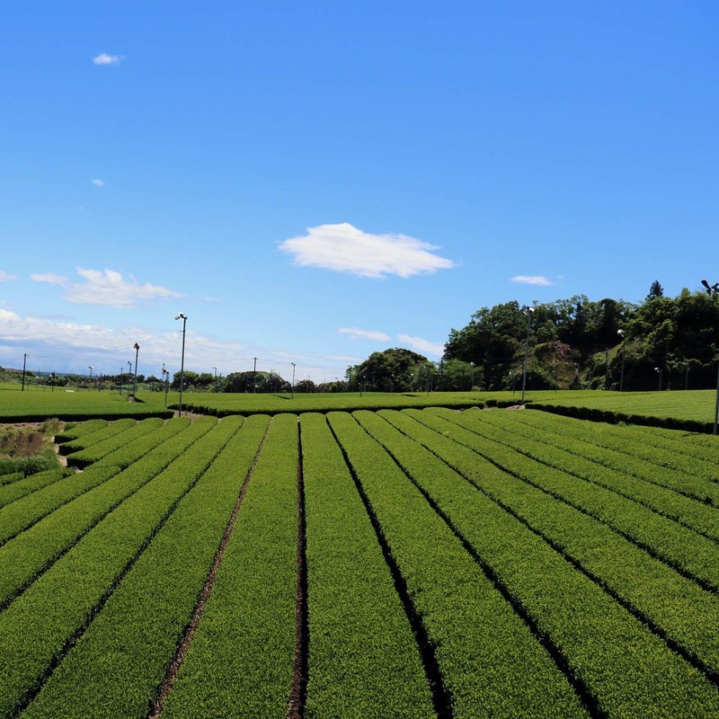 Akahori Shoten Large Tea Bag with Deep Mushi Uji Matcha