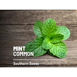 Mint, Common - Heirloom Seeds - Medicinal & Culinary Herb - GMO Free (Mentha spp