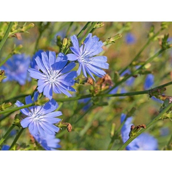 Chicory Extract 4:1-100 Grams
