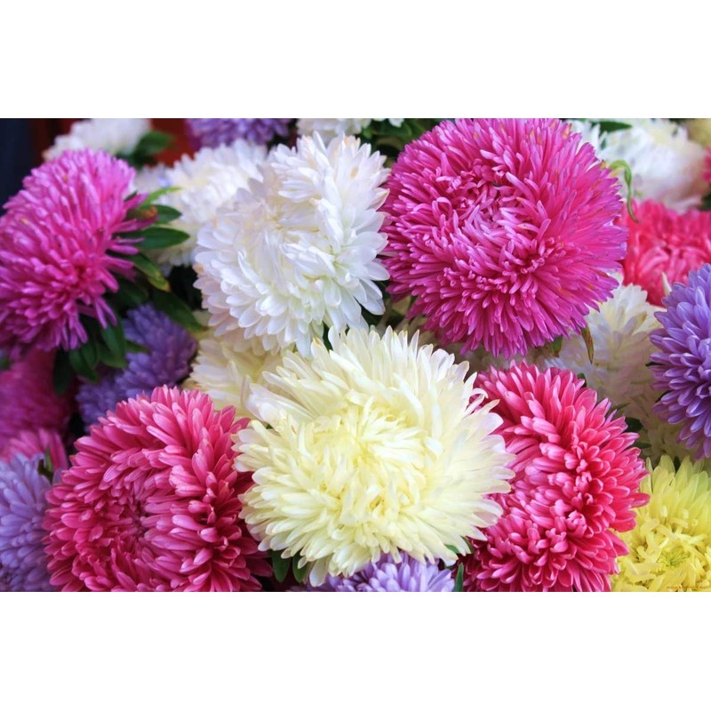 RAISE ME UP: Seeds Aster King Size Mix Annual Flowers