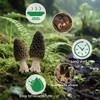 Greenfocus Dried Morel Mushrooms for Cooking, Fresh- Intense Flavor, Nutrient-dense,