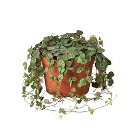 HOUSE PLANT SHOP | Succulent 'String of Hearts' - 6" Pot | Live Indoor Plant | Easy to Care | Natural Décor Plant | Great Gifts| Free Care Guide