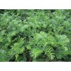 Spreading Japanese Plum Yew - Live Plant - 3 Gallon