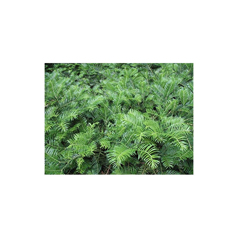Spreading Japanese Plum Yew - Live Plant - 3 Gallon