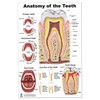 Anatomy of the Teeth, Tooth Decay size 24Wx36T