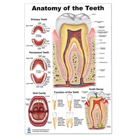 Anatomy of the Teeth, Tooth Decay size 24Wx36T
