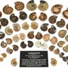 Mini Ammonite Pairs - 20-25 mm