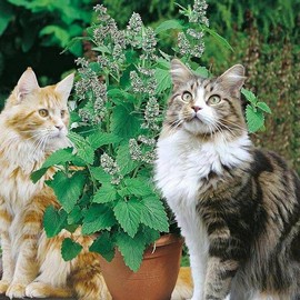 KIRA SEEDS - Seeds Catmint for Cats - Catnip - Heirloom Herb - GMO Free