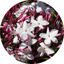 Living Libations Jasmine Attar Motia Essential Oil, 5ml