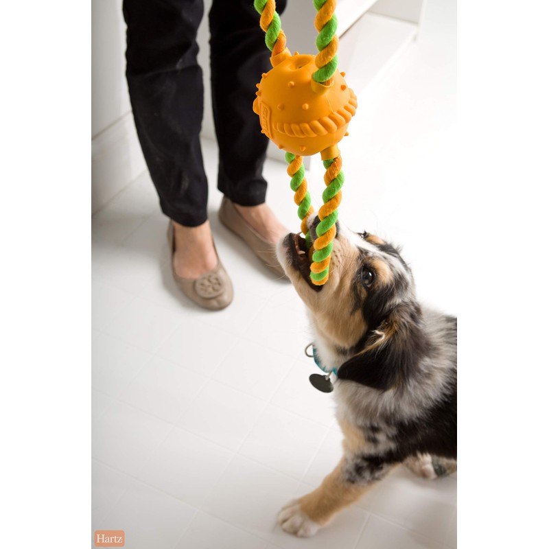 Hartz DuraPlay Bacon Scented Dog Toys, Medium/Large