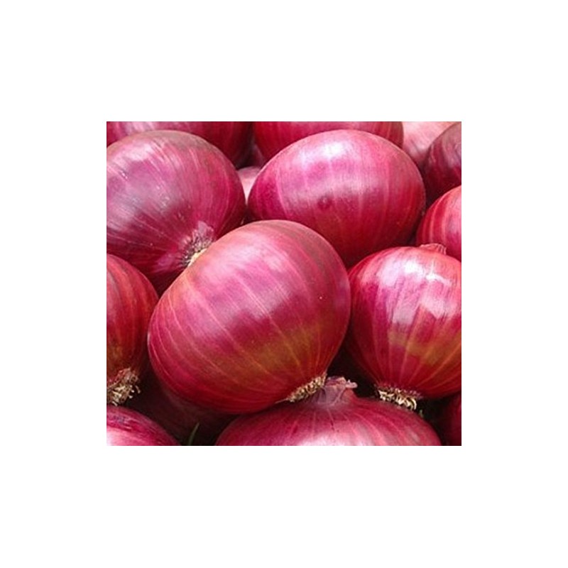 Onion RED Creole Great Heirloom Vegetable by Seed Kingdom 4,500