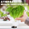 Dekori Hydroponic Growing Sponge, Vegetable Planting Sponge, Hydroponic Cultivator, 300